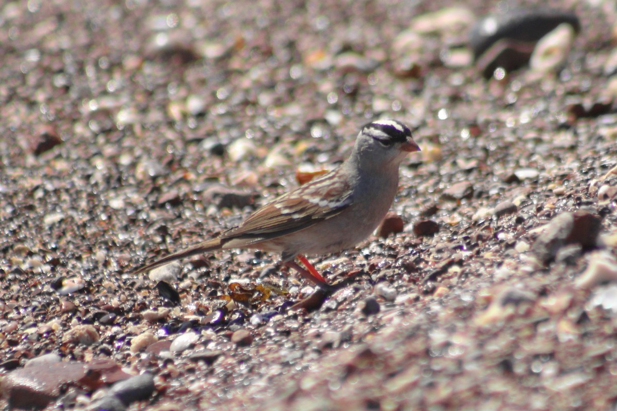 White-crowned Sparrow - ML610544112