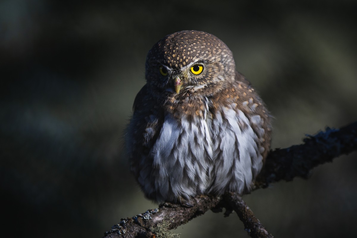 Northern Pygmy-Owl - ML610544148