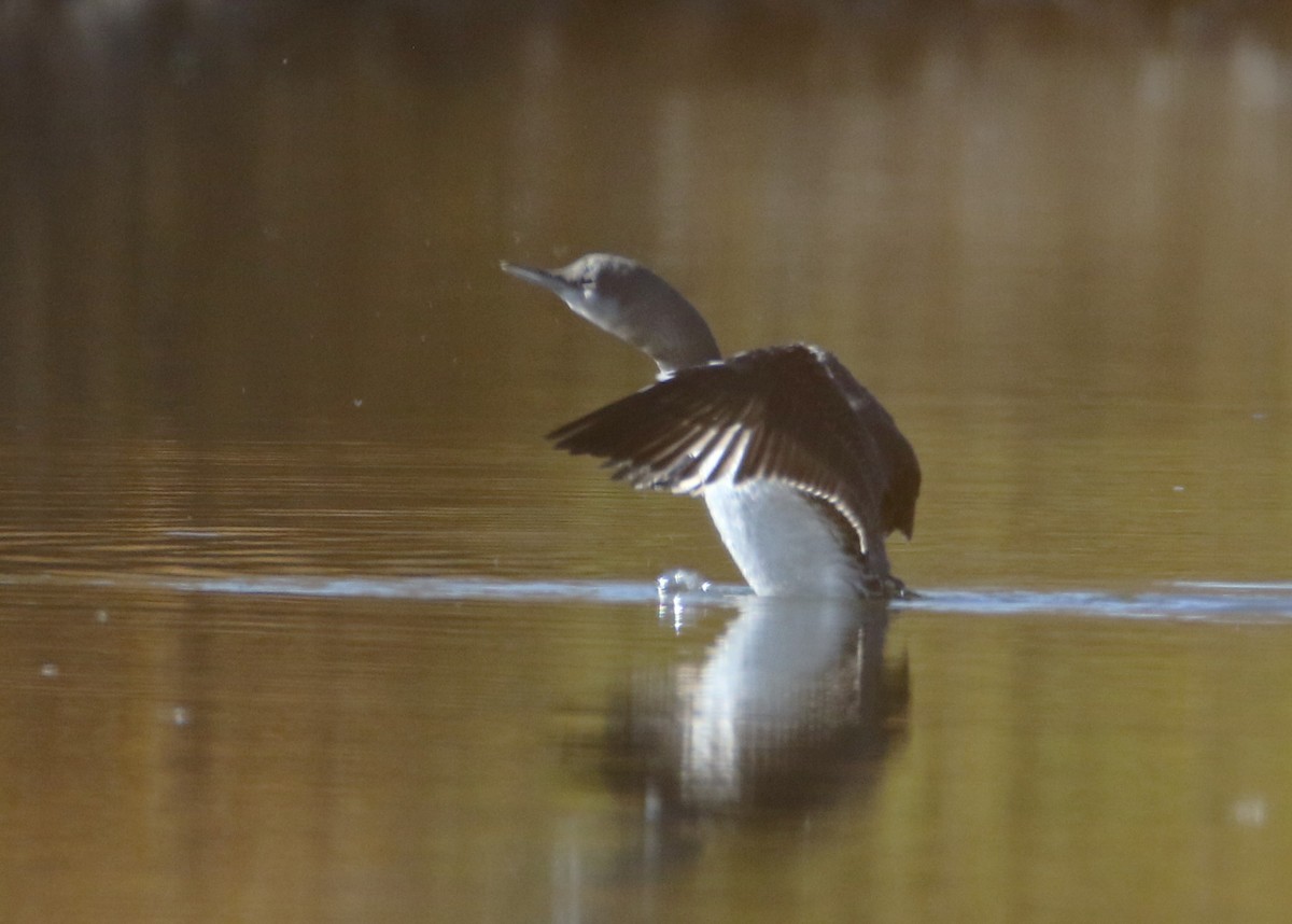 Red-throated Loon - ML610544150