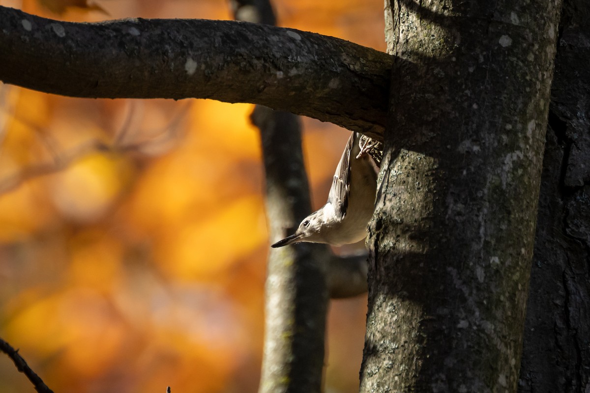 White-breasted Nuthatch - ML610544888