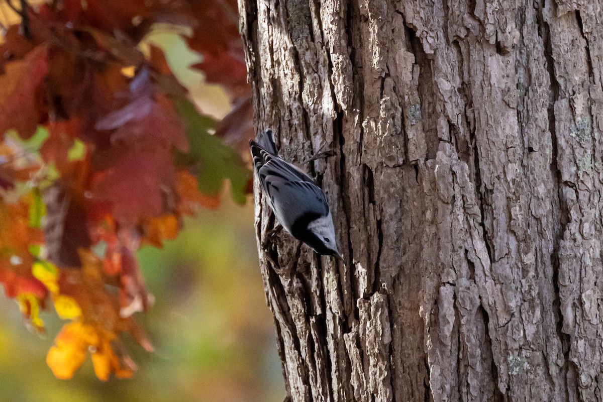 White-breasted Nuthatch - Brian Fleming
