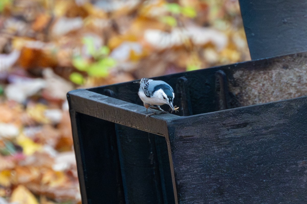 White-breasted Nuthatch - ML610544945