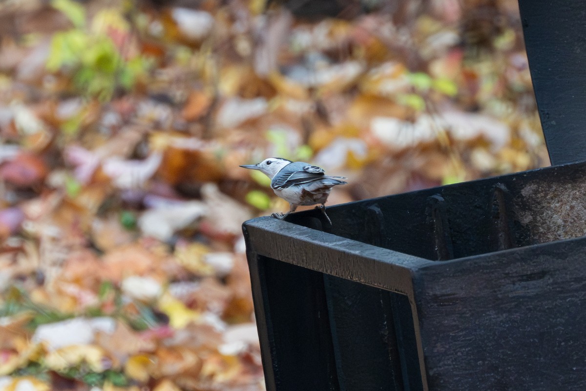 White-breasted Nuthatch - ML610544946