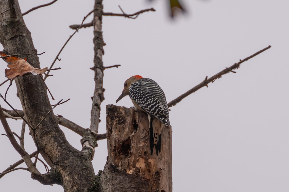 Red-bellied Woodpecker - ML610545029