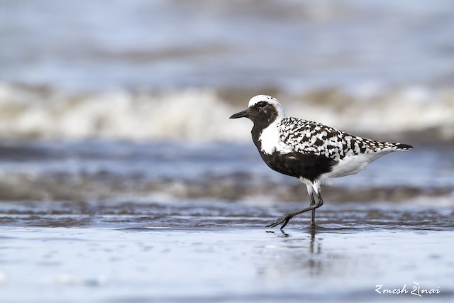 Black-bellied Plover ML610545295