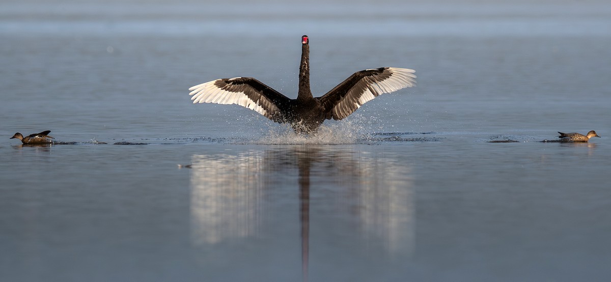 Black Swan - Martin Anderson