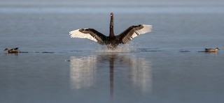Black Swan, ML610545438