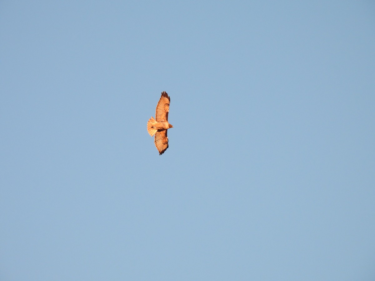 Red-tailed Hawk - ML610545487