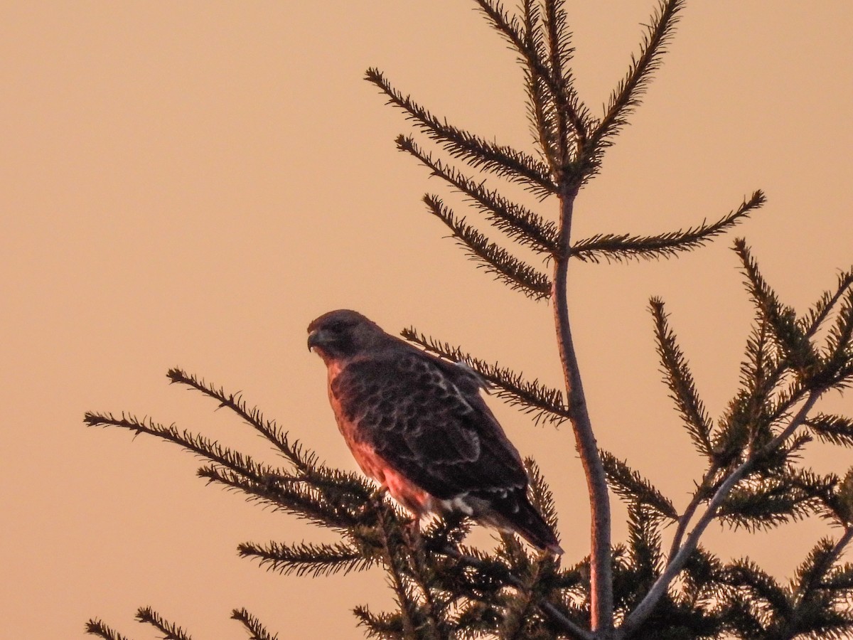 Red-tailed Hawk - ML610545496