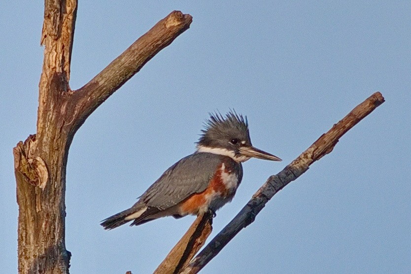 Belted Kingfisher - ML610545528