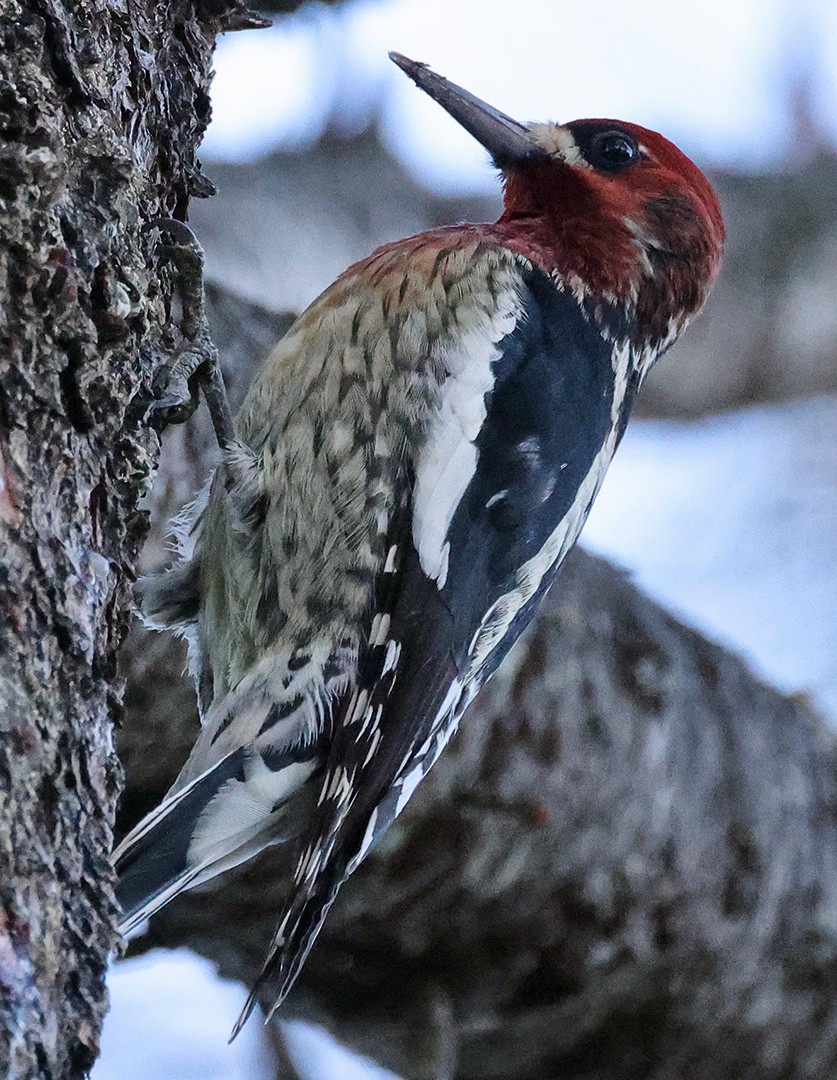 Red-breasted Sapsucker - ML610545861