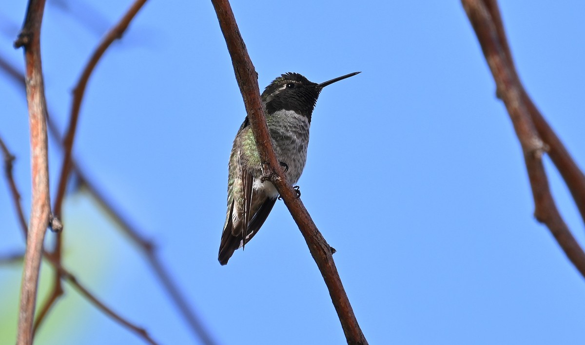 Anna's Hummingbird - ML610546090
