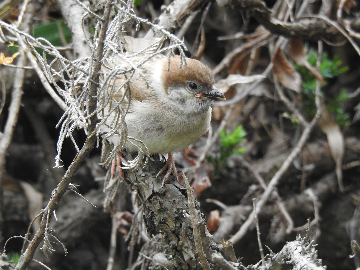 Eurasian Tree Sparrow - ML610546128