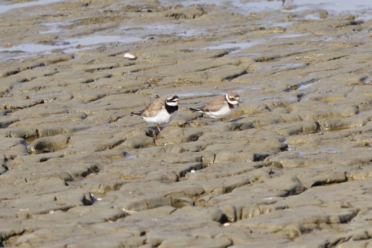 Common Ringed Plover - ML610546203