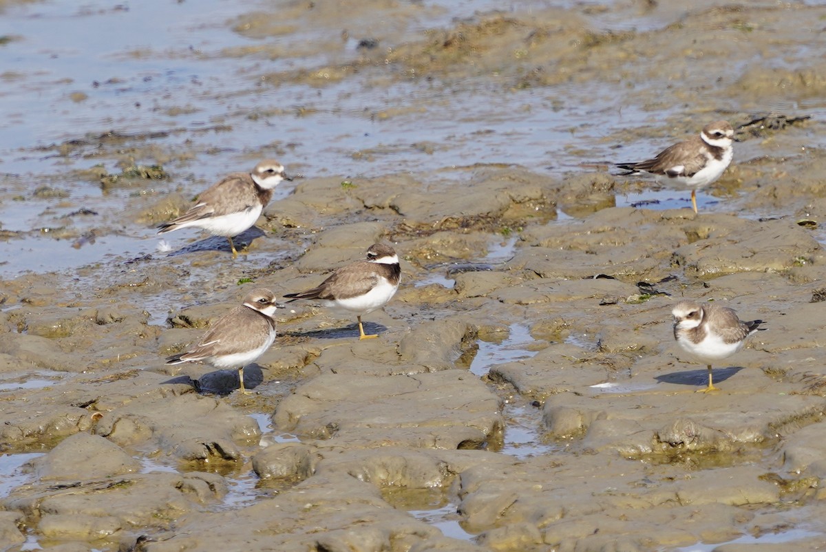 Common Ringed Plover - ML610546204