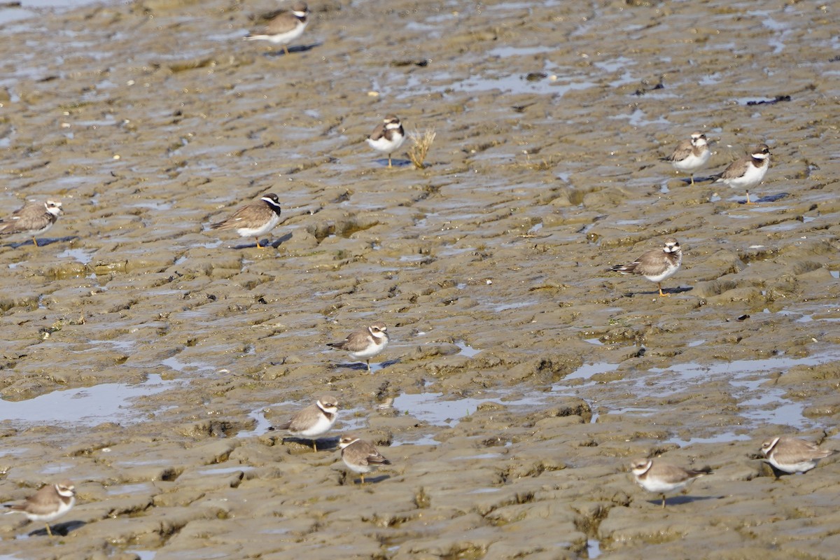 Common Ringed Plover - ML610546205