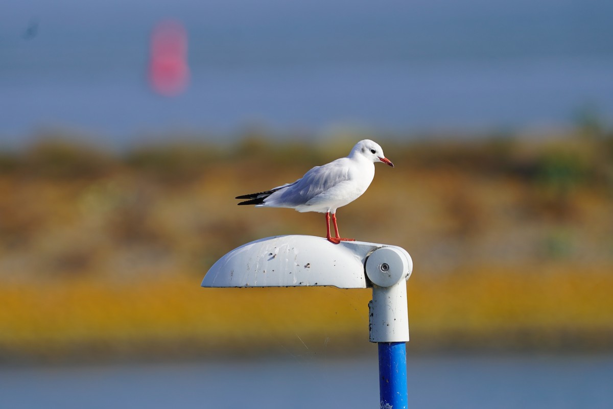 Mouette rieuse - ML610546211