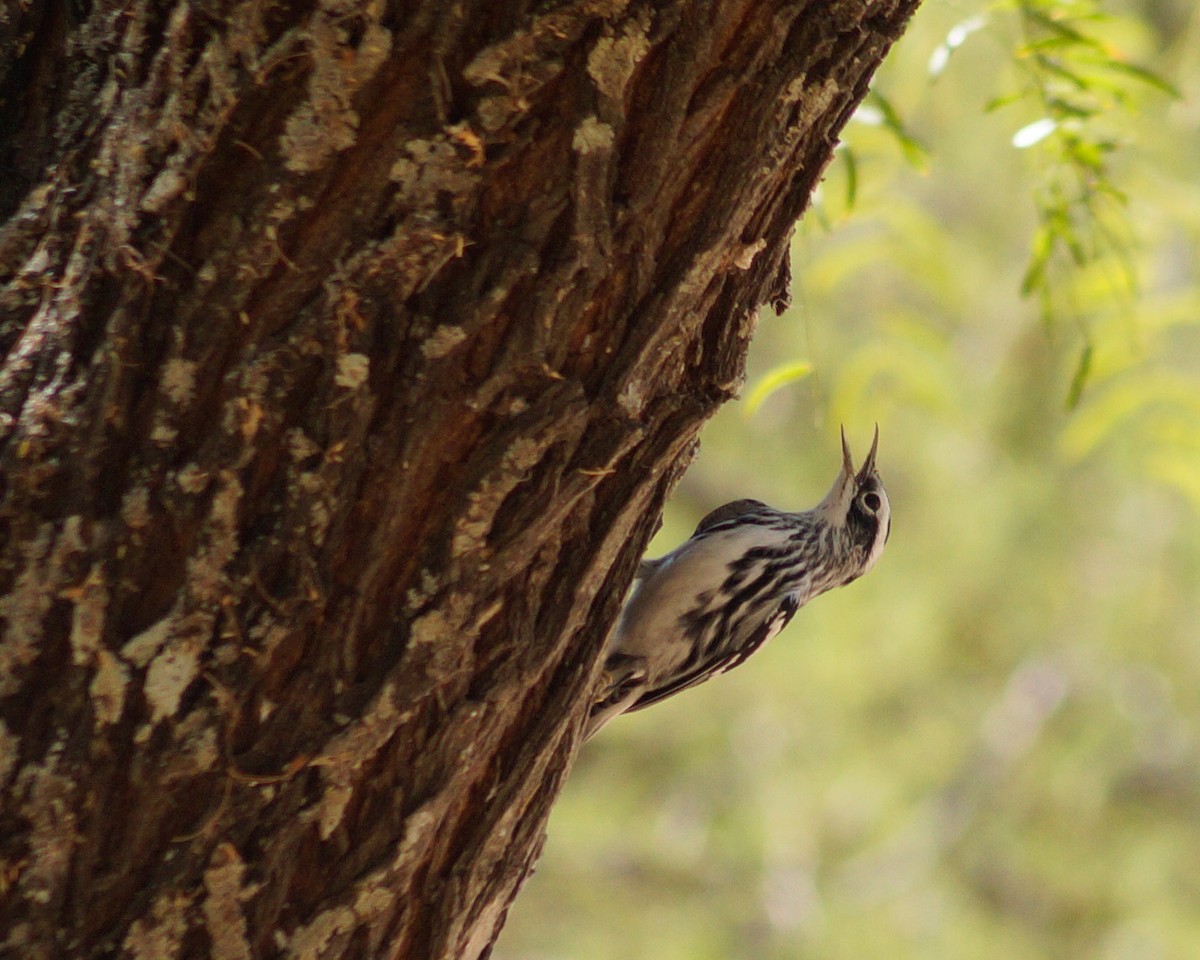 Black-and-white Warbler - ML610546316
