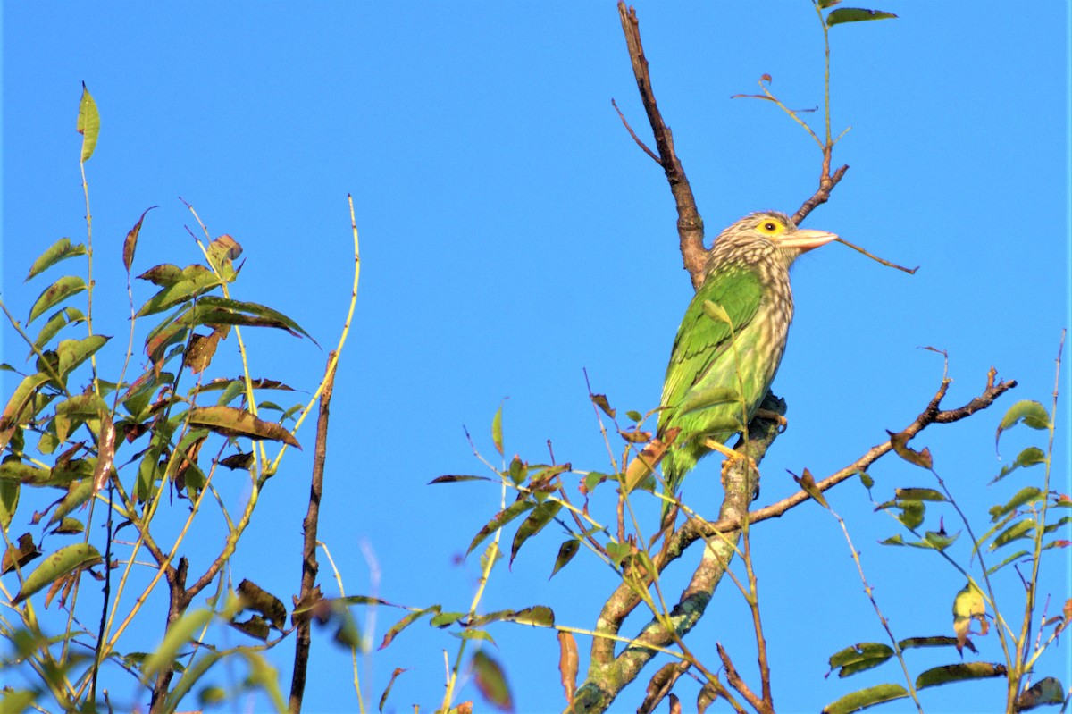Lineated Barbet - ML610546608
