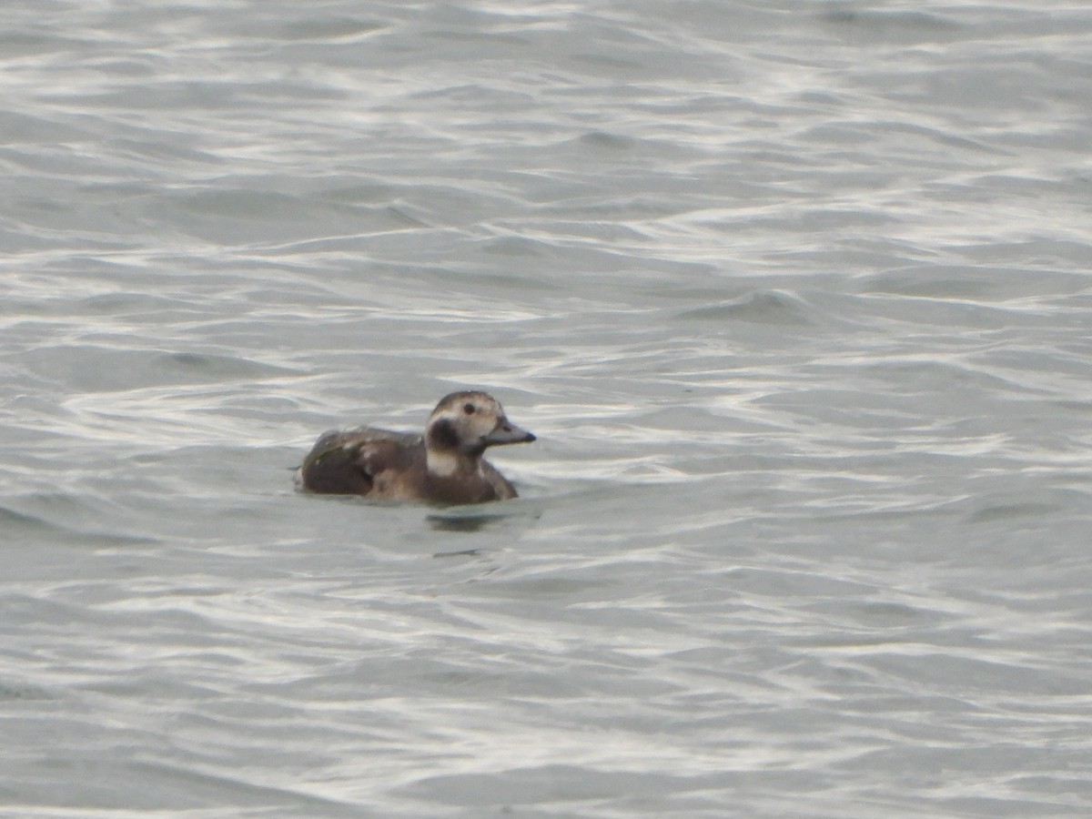 Long-tailed Duck - ML610546638