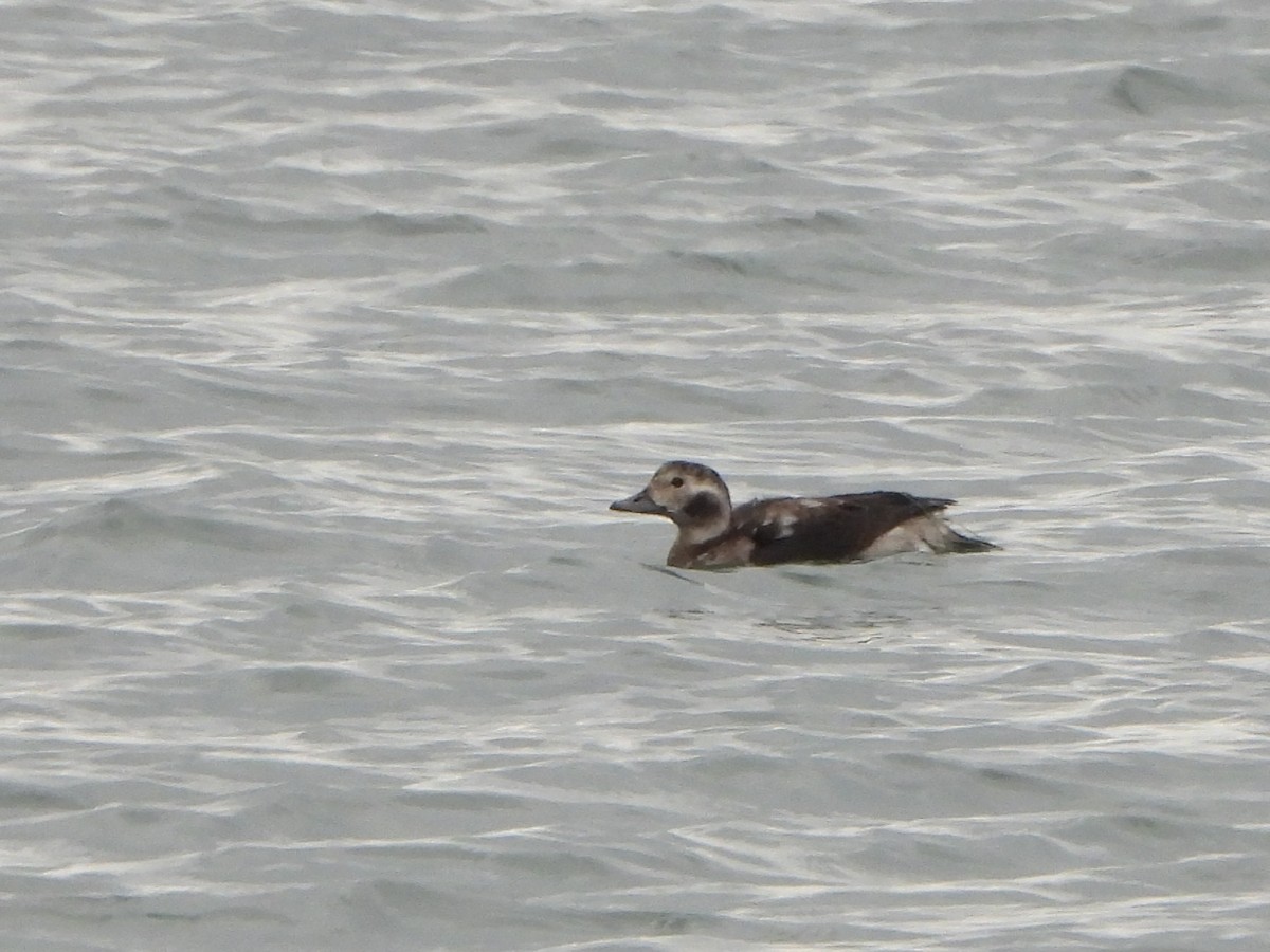 Long-tailed Duck - ML610546639