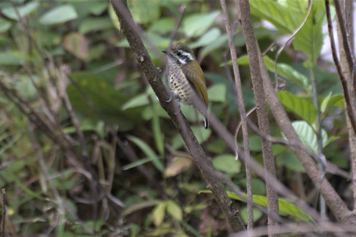 Speckled Piculet - ML610546703