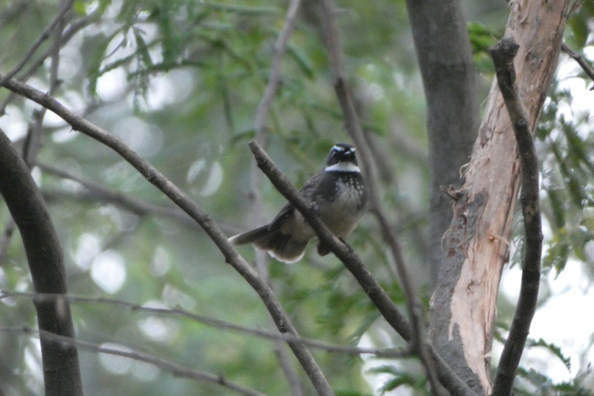 Spot-breasted Fantail - ML610547008