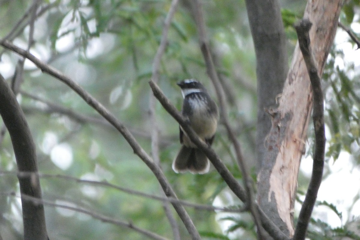 Spot-breasted Fantail - ML610547010