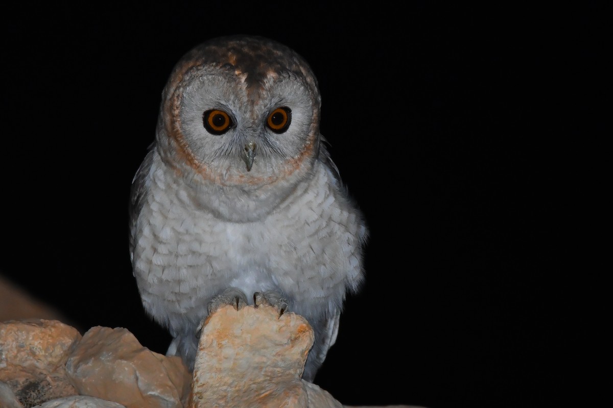 Desert Owl - Rotem Avisar