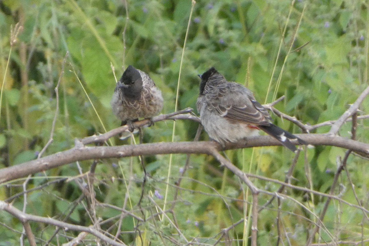 Red-vented Bulbul - ML610547031