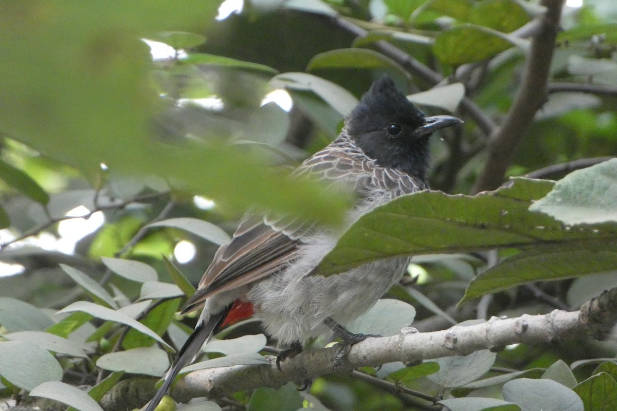 Red-vented Bulbul - ML610547032