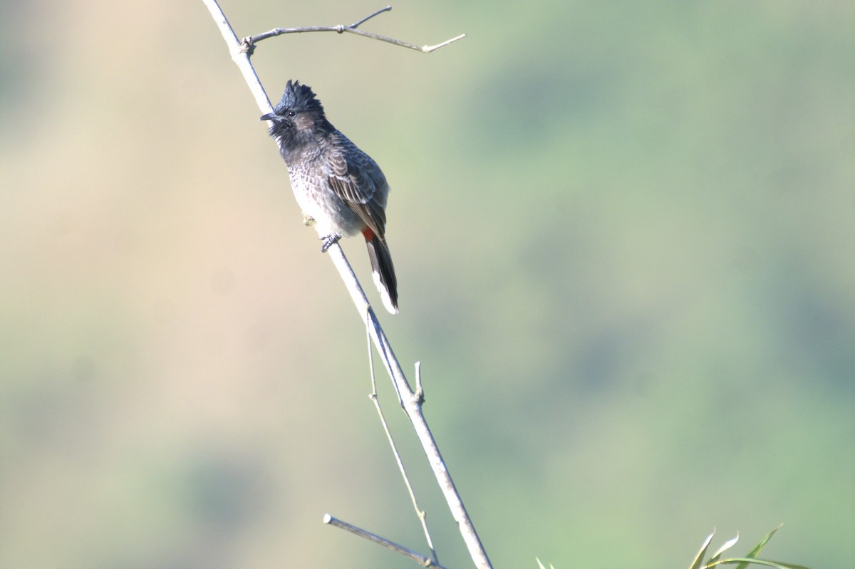 Red-vented Bulbul - ML610547178