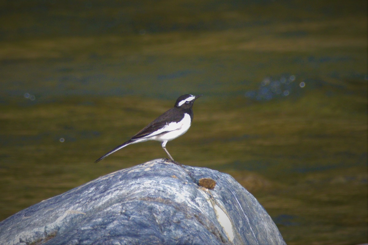 White-browed Wagtail - ML610547189