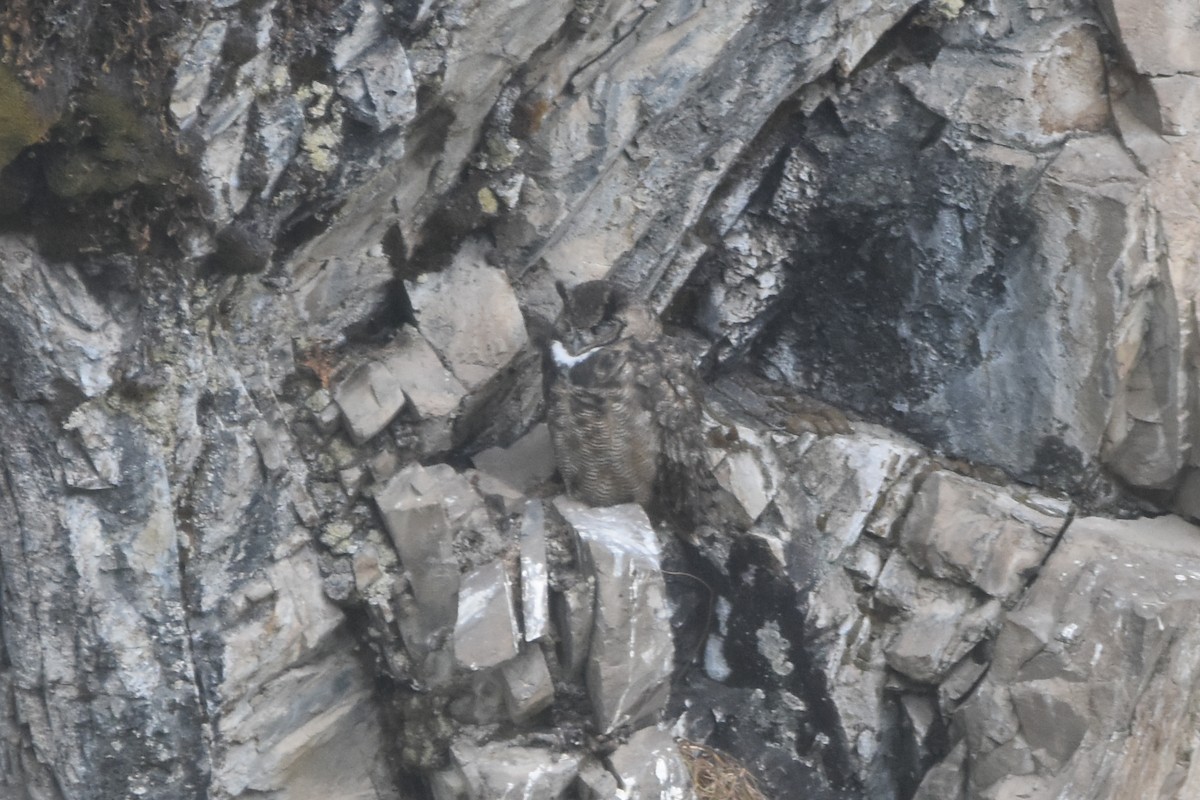 Lesser Horned Owl - ML610547217