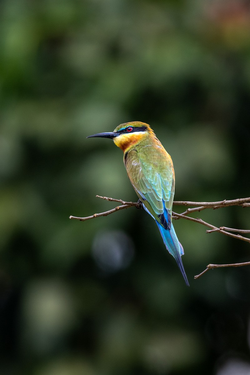 Blue-tailed Bee-eater - ML610547993