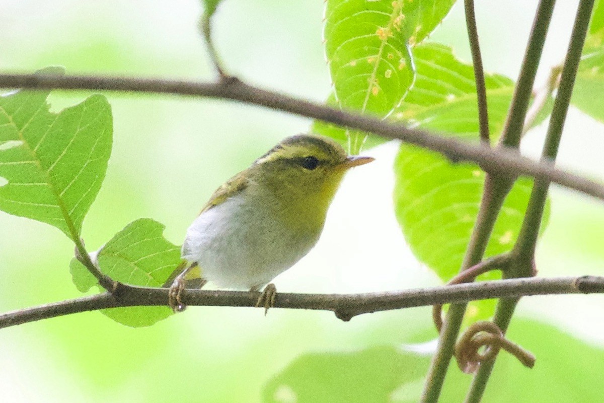 Yellow-vented Warbler - ML610548064