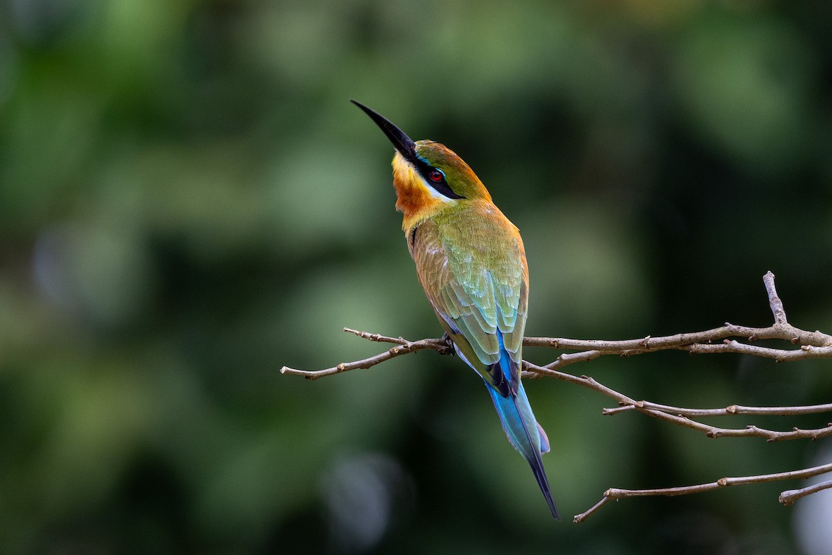 Blue-tailed Bee-eater - ML610548096