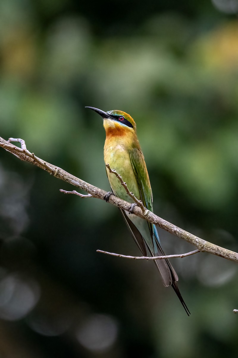 Blue-tailed Bee-eater - ML610548198