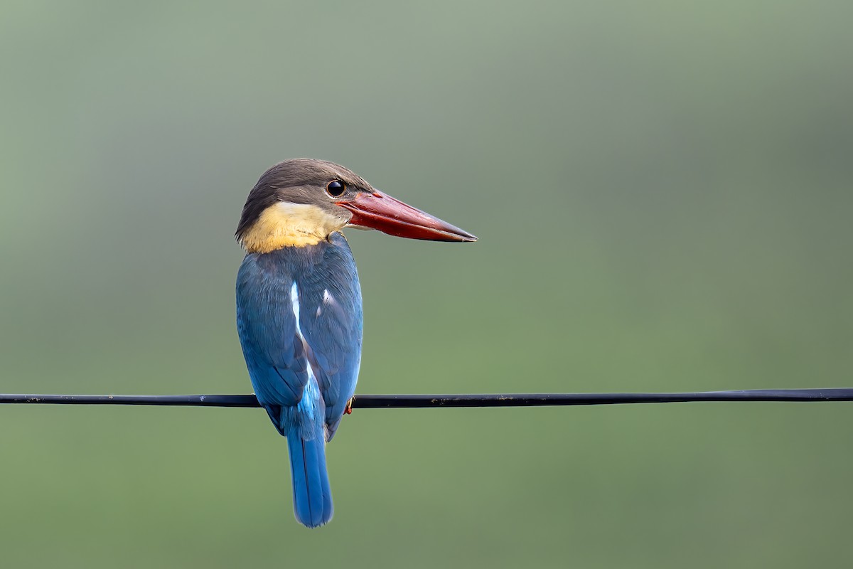 Stork-billed Kingfisher - ML610548226