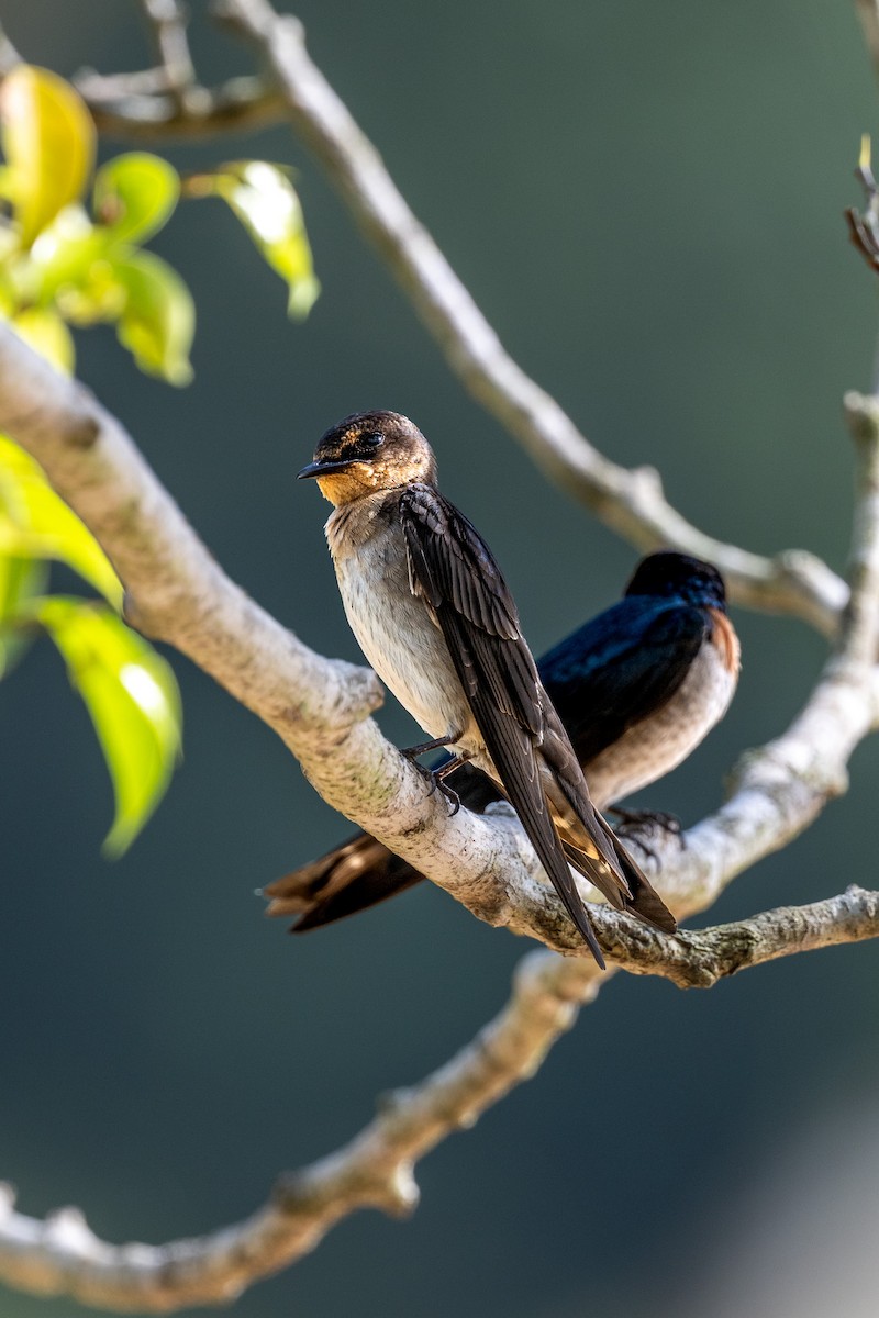 Pacific Swallow - ML610548567