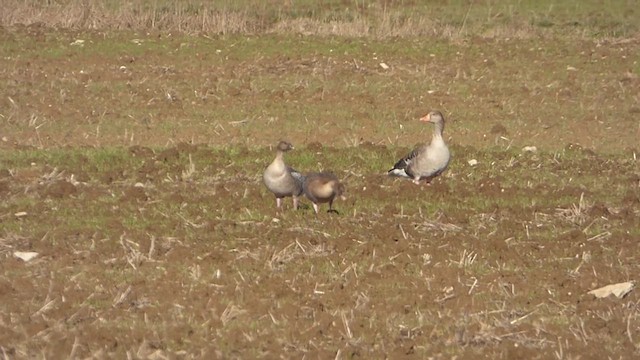 Pink-footed Goose - ML610548673