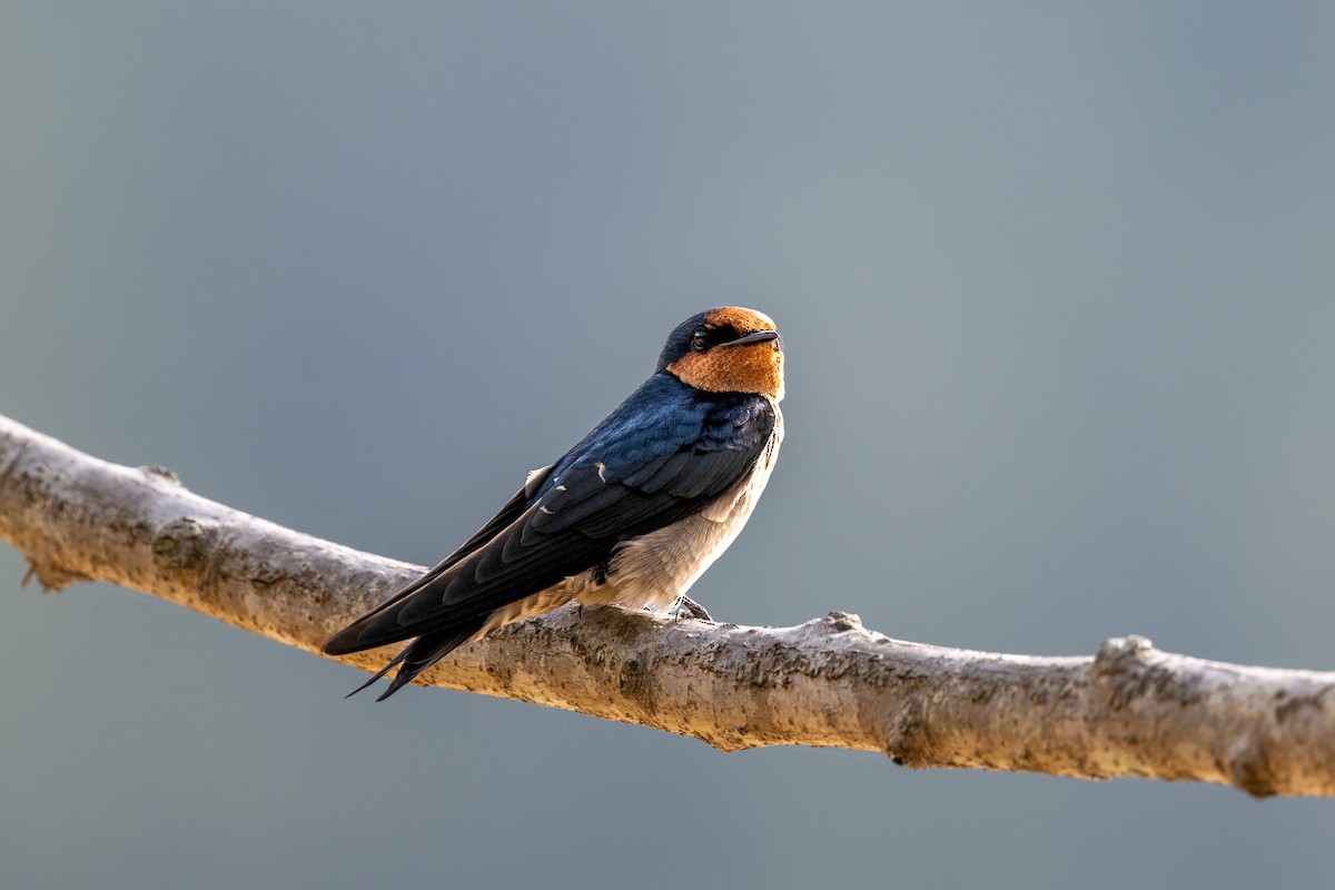 Pacific Swallow - ML610548728