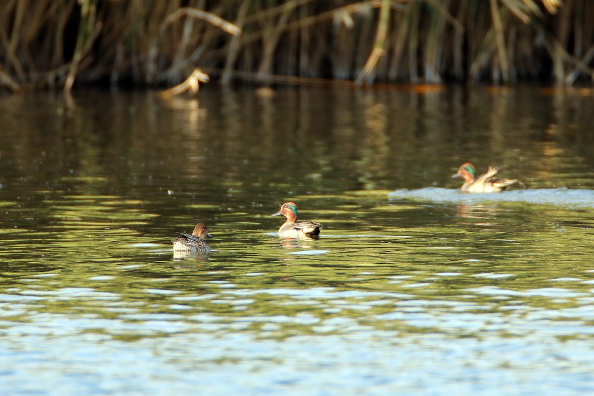 Green-winged Teal - ML610548773