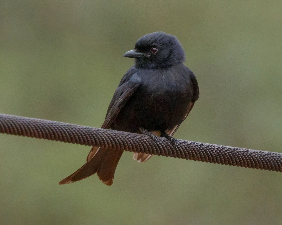 Fork-tailed Drongo - ML610548802