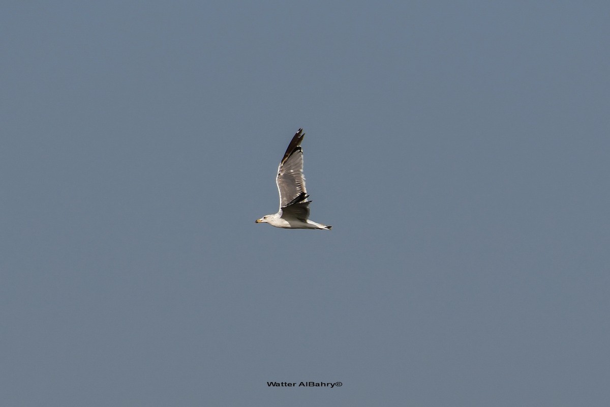 Armenian Gull - Watter AlBahry