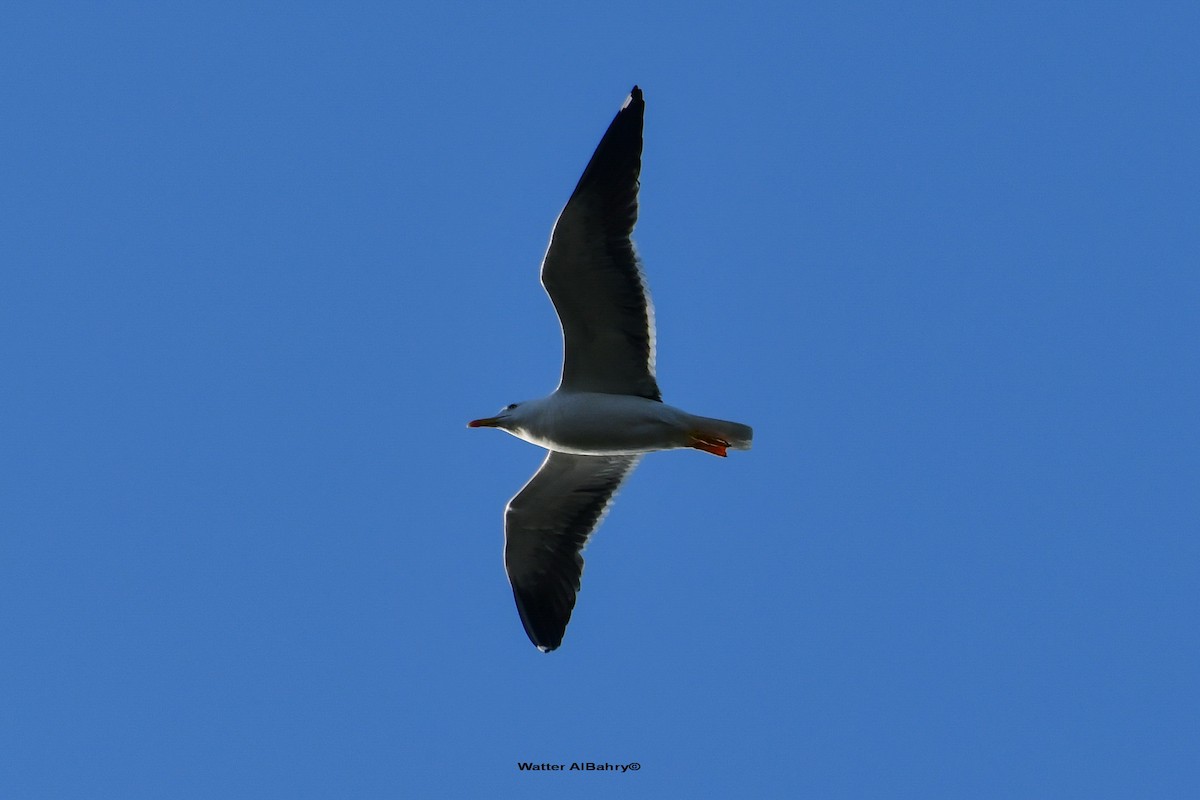 Lesser Black-backed Gull (fuscus) - ML610548919