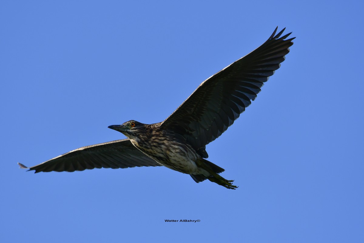 Black-crowned Night Heron - Watter AlBahry