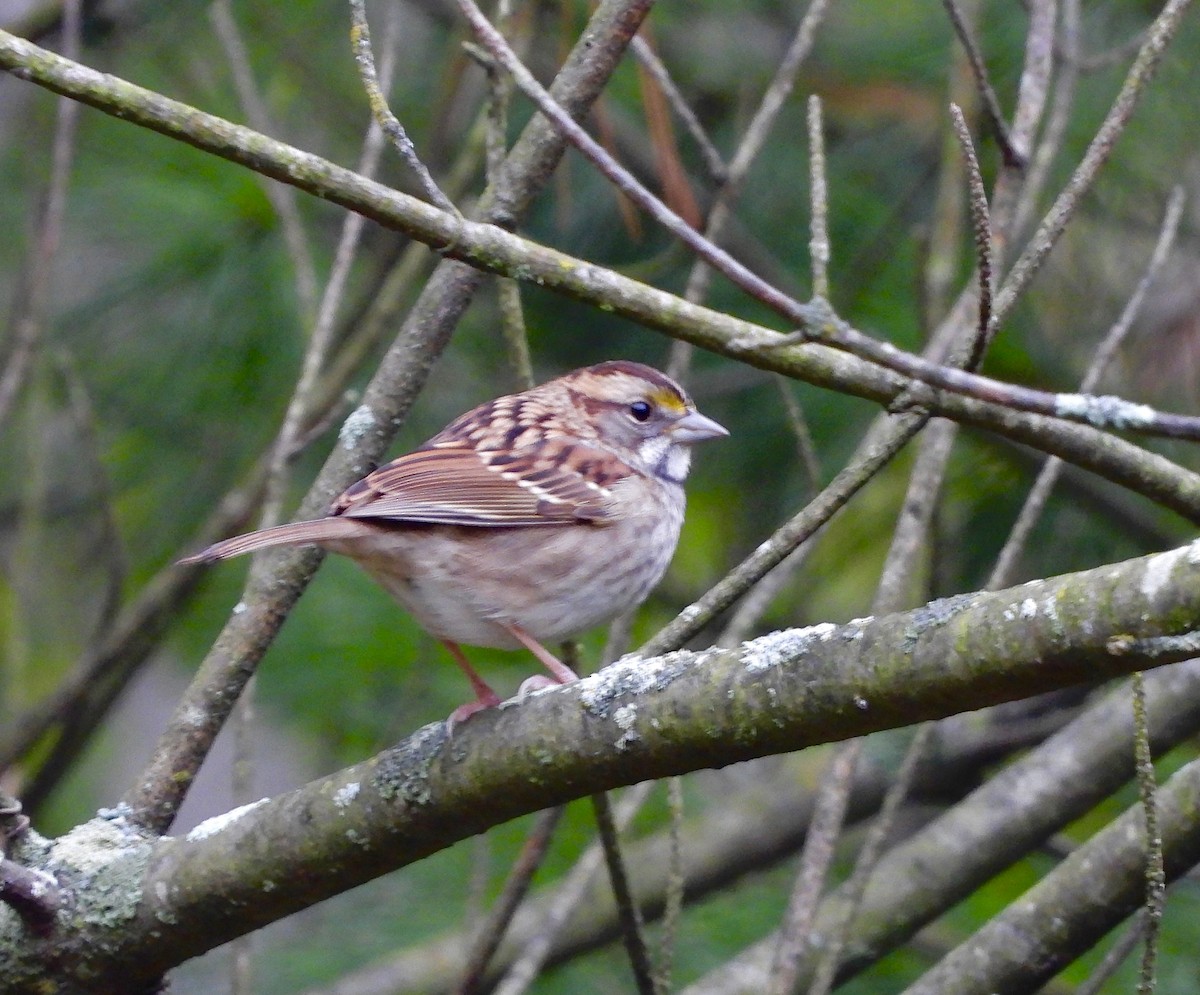 White-throated Sparrow - Nui Moreland