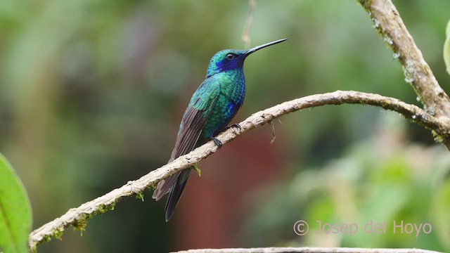 kolibřík modrolící - ML610549096