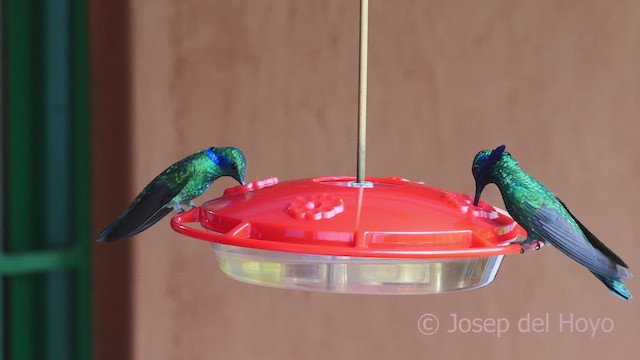 kolibřík modrolící - ML610549196
